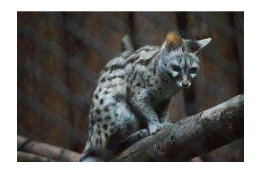 Exotic mammals kaufen und verkaufen Photo: Schleichkatzen aus Aussenvoliere abzugeben