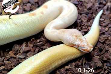 Pythons kaufen und verkaufen Foto: Python brongersmai / Bloodpython / Blutpython Pythons kaufen und verkaufen Foto: Python brongersmai / Bloodpython / Blutpython
