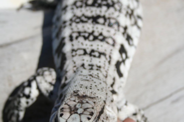 Echsen  kaufen und verkaufen Foto: Suche S&W Teju mit viel Weiß anteil umd Albino Teju