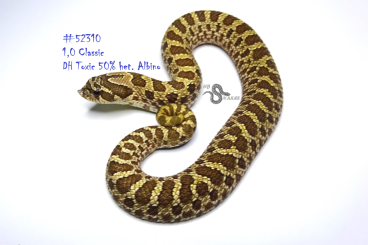 Snakes kaufen und verkaufen Photo: Heterodon nasicus (Westliche Hakennasennatter) DNZ 2023 aus Hobbyzucht