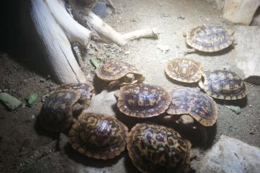 Turtles and Tortoises kaufen und verkaufen Photo: Spaltenschildkröten NZ 2023 Malachochersus tornieri