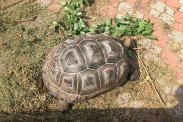 Tortoises kaufen und verkaufen Photo: Aldabrachelys gigantea for sale