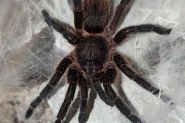 Spiders and Scorpions kaufen und verkaufen Photo: Biete Dolichothele mineirum, Brachionopus, Hapalopus, Caribena