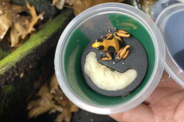 Poison dart frogs kaufen und verkaufen Photo: Suche nach Histrionica Lehmanni Orange 0.1