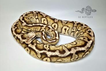 Königspythons kaufen und verkaufen Foto: 0.1 Stranger Firefly 100% HET Clown (proven breeder) Königspythons kaufen und verkaufen Foto: 0.1 Stranger Firefly 100% HET Clown (proven breeder)
