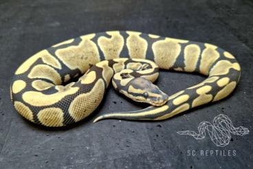 Ball Pythons kaufen und verkaufen Photo: 0.1 Desert ghost 100% Clown NZ24 Ball Pythons kaufen und verkaufen Photo: 0.1 Desert ghost 100% Clown NZ24