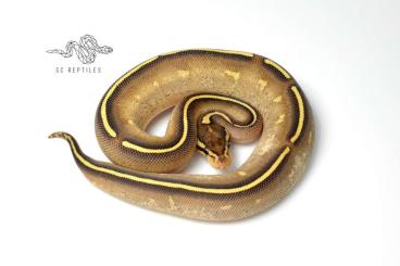 Königspythons kaufen und verkaufen Foto: 0.1 Mojave Freeway 100% HET Clown Königspythons kaufen und verkaufen Foto: 0.1 Mojave Freeway 100% HET Clown