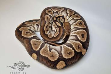 Königspythons kaufen und verkaufen Foto: 0.1 Chocolate Phantom 100% HET Clown (proven breeder) Königspythons kaufen und verkaufen Foto: 0.1 Chocolate Phantom 100% HET Clown (proven breeder)