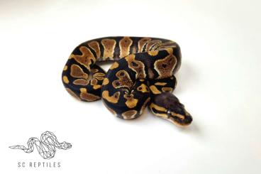 Königspythons kaufen und verkaufen Foto: 0.1 Chocolate 100% HET Clown Königspythons kaufen und verkaufen Foto: 0.1 Chocolate 100% HET Clown