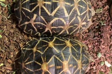 Tortoises kaufen und verkaufen Photo: Geochelone Elegans one pair