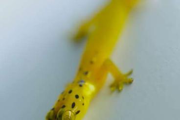 Geckos kaufen und verkaufen Photo: Houten: 3.3 Pseudogekko smaragdinus own cb´23 - perfect pairs