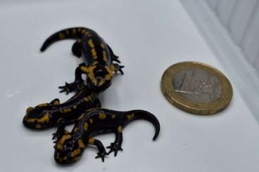 newts and salamanders kaufen und verkaufen Photo: Feuersalamander Salamandra s.bernadezi (Oviedo) CB23