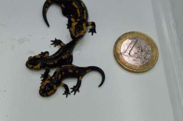 newts and salamanders kaufen und verkaufen Photo: Salamandra salamandra bernadezi (Oviedo) CB23 