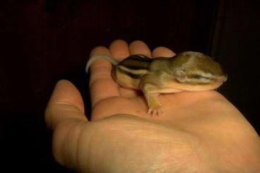 Exotic mammals kaufen und verkaufen Photo: Junge amerikanisches Backenhörnchen ( Tamias striatus) Exotic mammals kaufen und verkaufen Photo: Junge amerikanisches Backenhörnchen ( Tamias striatus)