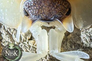 Krebstiere terrestrisch kaufen und verkaufen Foto: Some nice Isopods ????????????????♥️ Krebstiere terrestrisch kaufen und verkaufen Foto: Some nice Isopods ????????????????♥️