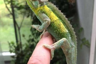 Lizards kaufen und verkaufen Photo: Trioceros jacksonii willengensis