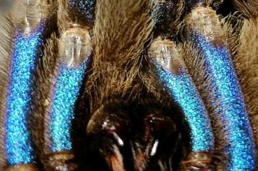 Spiders and Scorpions kaufen und verkaufen Photo: Vogelspinnen, Eresus, Liphistius, Sicarius, Skorpione und vieles mehr