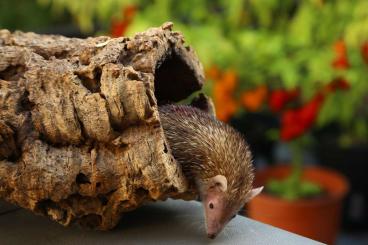 Exotic mammals kaufen und verkaufen Photo: Lesser hedgehog tenrec (Echinops telfairi)