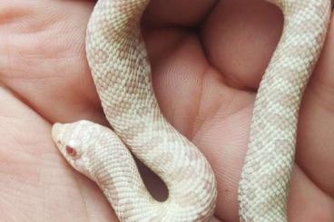 Snakes kaufen und verkaufen Photo: For sale Heterodon nasicus