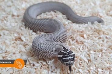 Snakes kaufen und verkaufen Photo: Hognose Snakes (Heterodon nasicus) for Houten Snakeday