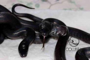 Snakes kaufen und verkaufen Photo: Colubrids for Snakeday 10th October 