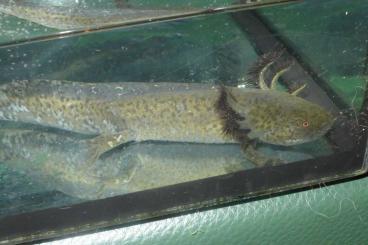 newts and salamanders kaufen und verkaufen Photo: Verkaufe Ur-Axolotl (Ambystoma mexicanum)