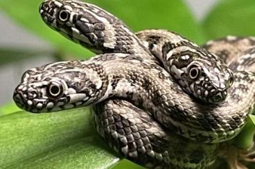 Snakes kaufen und verkaufen Photo: Natrix maura Vipernatter europäische Schlangen 
