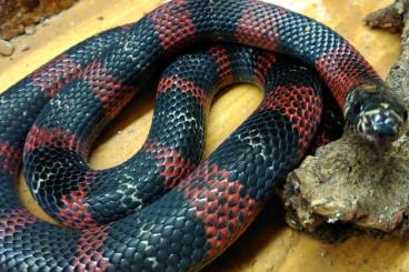 Snakes kaufen und verkaufen Photo: 1,0 Lampropeltis micropholis gaigeae cb 22