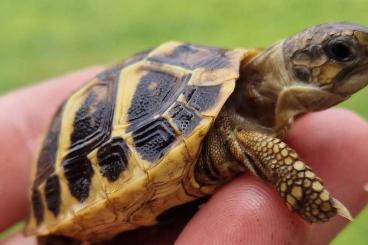 Tortoises kaufen und verkaufen Photo: Griechische Landschildkröte -  THH / THB
