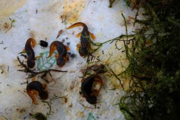 newts and salamanders kaufen und verkaufen Photo: Tylototriton verrucosus abzugeben 