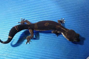 Geckos kaufen und verkaufen Foto: Leos Black Night Withesocks - Mandarin 