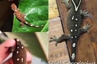 Geckos kaufen und verkaufen Foto: Eigene Nachzuchten von C. sarasinorum, R. auriculatus und L. lugubris