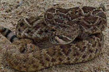 Venomous snakes kaufen und verkaufen Photo: Looking for adult and juvenile Crotalus 