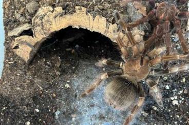 Vogelspinnen kaufen und verkaufen Foto: Vogelspinnen Vogelspinnen kaufen und verkaufen Foto: Vogelspinnen
