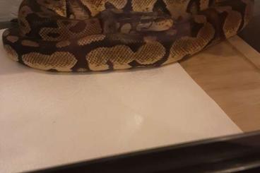 Königspythons kaufen und verkaufen Foto: Biete hier ein Pastell het Piebald Weibchen Königspythons kaufen und verkaufen Foto: Biete hier ein Pastell het Piebald Weibchen