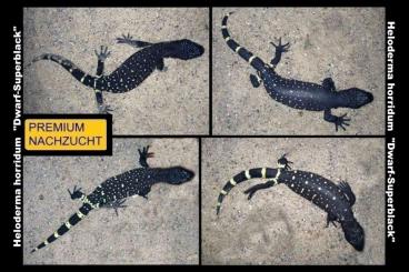 Echsen kaufen und verkaufen Foto: ⚠️SCHNÄPPCHENJÄGER AUFGEPASST !⚠️ ⚠️NUR BIS ENDE JULI !⚠️TOP PREIS⚠️ Echsen kaufen und verkaufen Foto: ⚠️SCHNÄPPCHENJÄGER AUFGEPASST !⚠️ ⚠️NUR BIS ENDE JULI !⚠️TOP PREIS⚠️
