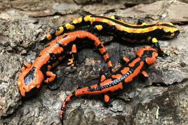 salamanders kaufen und verkaufen Photo: Salamandra salamandra terrestris "Solling" (rot oder tricolor)