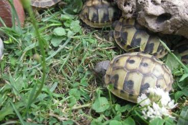 Tortoises kaufen und verkaufen Photo: Nachzuchten der Griechischen Landschildkröte aus 2023