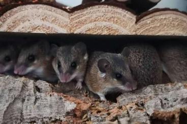 Exotische Säuger kaufen und verkaufen Foto: Zwergstachelmäuse (Acomys spinosissimus) abzugeben