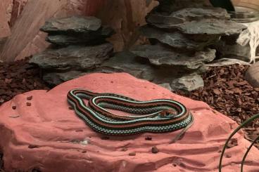 Snakes kaufen und verkaufen Photo: Suche Thamnophis S. Tetrataenia 0.1