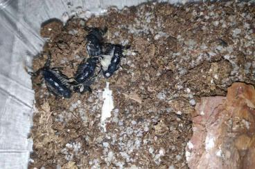 Scorpions kaufen und verkaufen Photo: Teruelius grandidieri, Hottentotta jayakari
