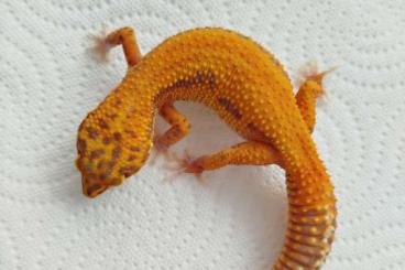 Geckos kaufen und verkaufen Photo: 0.1 Afghan Tangerine Bell Albino het. Eclipse Geckos kaufen und verkaufen Photo: 0.1 Afghan Tangerine Bell Albino het. Eclipse