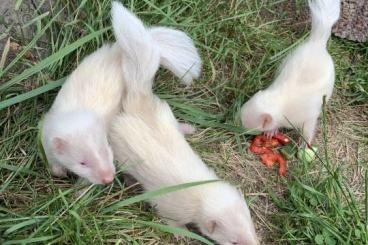 Exotic mammals kaufen und verkaufen Photo: Stinktier / Skunk Nachzuchten in Sonderfarben abzugeben 