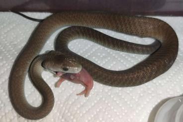 Giftschlangen kaufen und verkaufen Foto: 0.2 Black Mamba (Dendroaspis polylepis) CBB2023