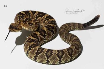 Venomous snakes kaufen und verkaufen Photo: Crotalus molossus molossus (Schwarzschwanz Klapperschlange)