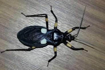 Insects kaufen und verkaufen Photo: Platymeris bigutatus - assasin bug