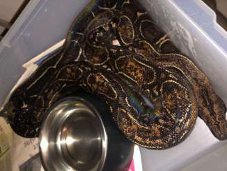 Snakes kaufen und verkaufen Photo: Boa constrictor