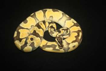 Snakes kaufen und verkaufen Photo: Python regius
