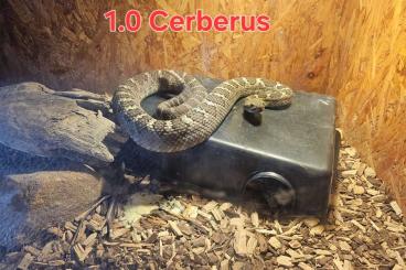 Giftschlangen kaufen und verkaufen Foto: 1.1 Crotalus Cerberus NZ 20/21 