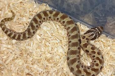 Snakes kaufen und verkaufen Photo: Hakennasennatter / Heterodon nasicus Snakes kaufen und verkaufen Photo: Hakennasennatter / Heterodon nasicus